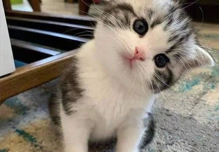 Kucing Termahal di Dunia: Jenis, Harga, dan Fakta Menarik yang Jarang Diketahui