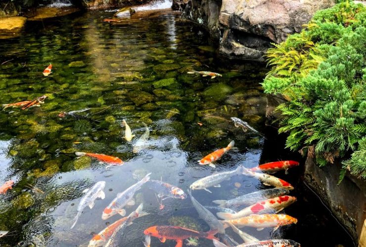 Ikan Termasuk Hewan Apa? Penjelasan Lengkap Tentang Ciri, Jenis, dan Perannya dalam Ekosistem