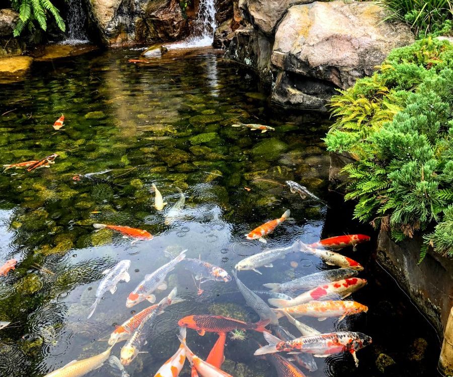 Ikan Termasuk Hewan Apa? Penjelasan Lengkap Tentang Ciri, Jenis, dan Perannya dalam Ekosistem